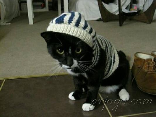 Одежда для котов